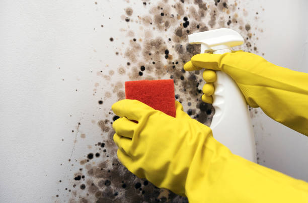 Reliable Hunter, OH Mold Remediation Solutions