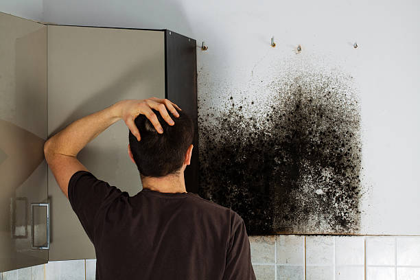 Best Residential Mold Remediation in Hunter, OH